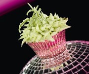 Eric Lanlard's key lime cupcakes recipe